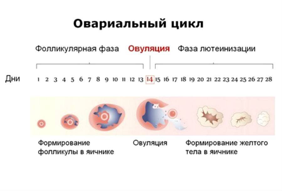 Возможна ли беременность, если нет двух яичников: немного анатомии и физиологии, можно ли забеременеть | pro-md.ru