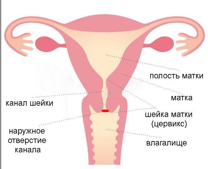 Шейка матки перед месячными: какая она на ощупь, за сколько дней до менструации опускается?
