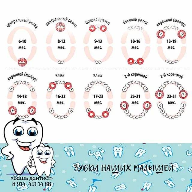 Когда режутся первые зубы у младенцев, во сколько месяцев: схема и последовательность