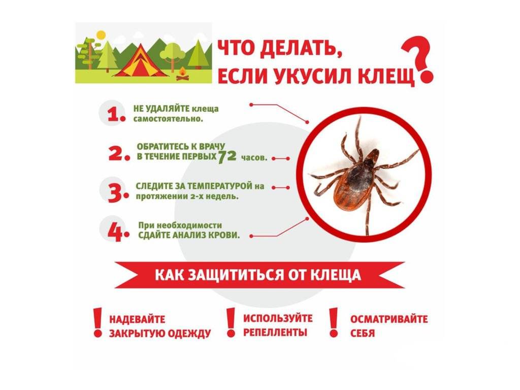 Защита от клещей и комаров для собак