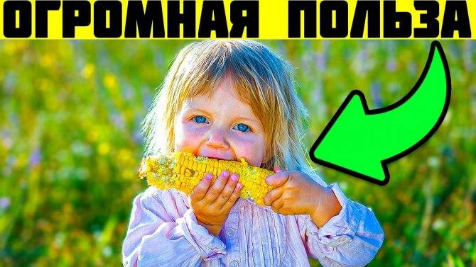 С какого возраста можно предлагать ребенку кукурузу?