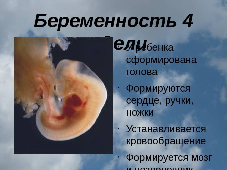 4 неделя беременности – что происходит, ощущения, признаки и симптомы беременности на четвертой неделе, выделения - agulife.ru