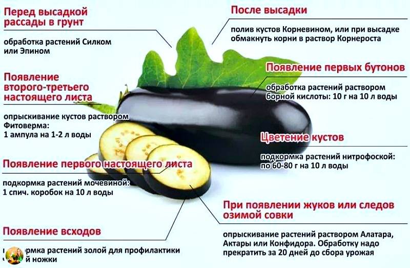 Баклажаны при грудном вскармливании, можно ли кормящей маме
