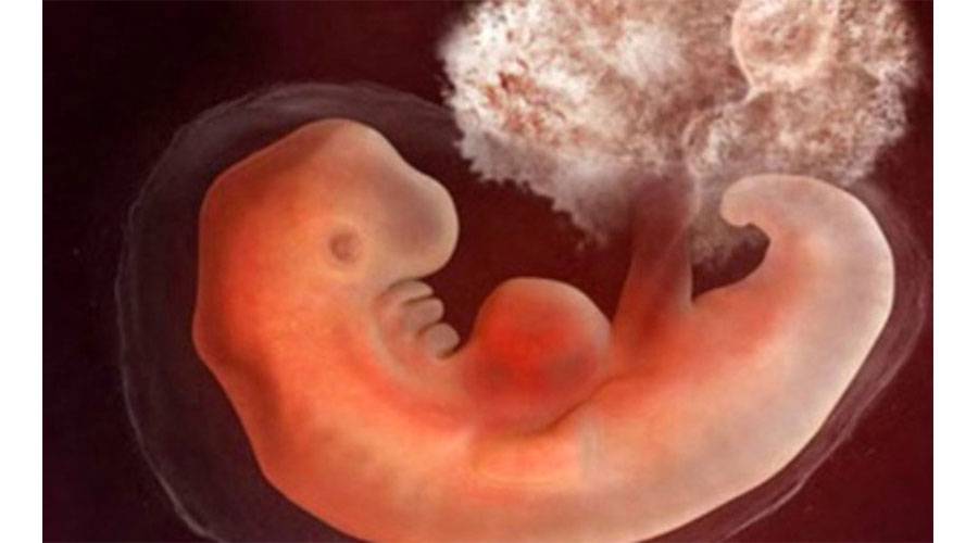 Седьмая неделя беременности: что происходит с малышом, с животом, фото узи – как выглядит ребенок, ощущения