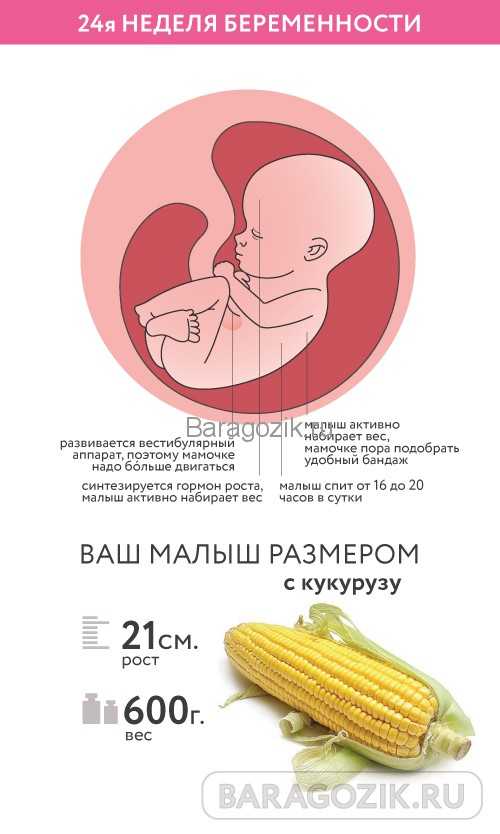 23 неделя беременности: что происходит с малышом и мамой, развитие плода, сколько месяцев — медицинский женский центр в москве