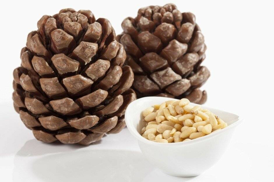 Кедровые орехи – богатейших источник полезных веществ при грудном вскармливании