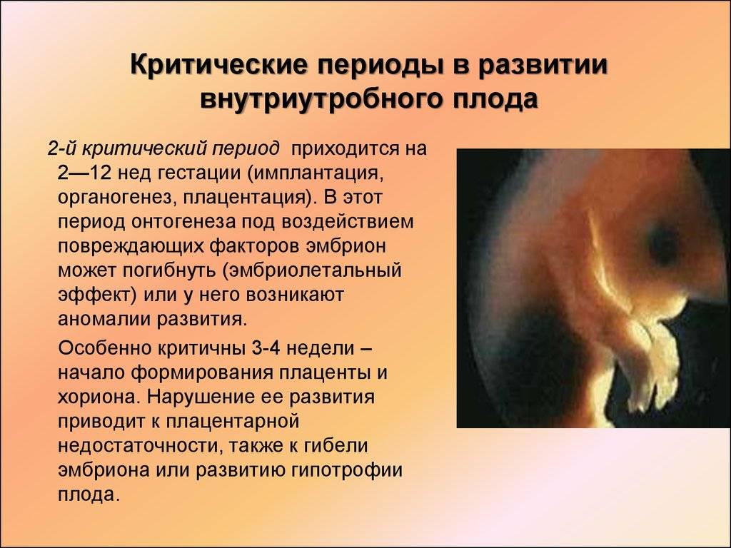 Анэмбриония ᐉ диагностика, лечение в мц "боголюбы", луцк