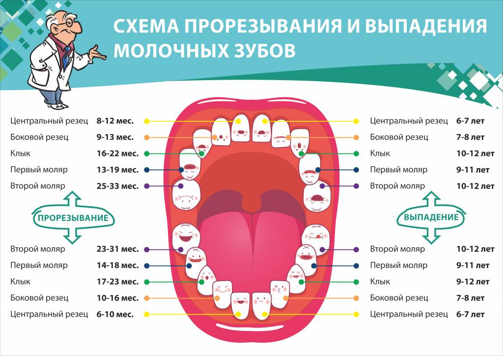 Сроки, схема и порядок замены молочных зубов у детей на постоянные