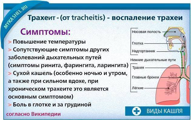 Трахеит: причины, разновидности, симптомы. методы диагностики и лечения трахеита