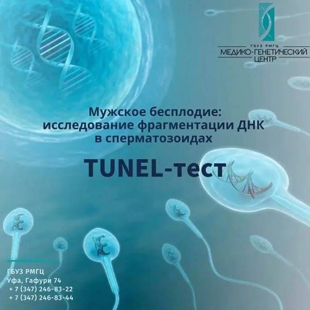 Днк-фрагментация сперматозоидов и невынашивание беременности