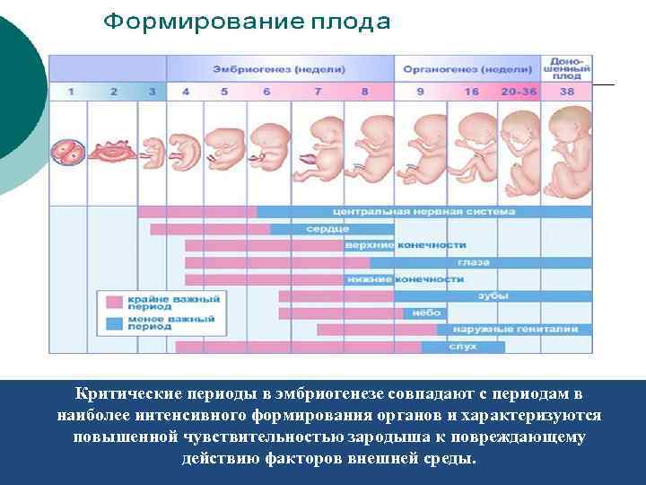 9 недель беременности размер плода. Формирование органов у плода. Формирование органов эмбриона. Таблица этапы формирование органов эмбриона. Формирование органов по неделям.