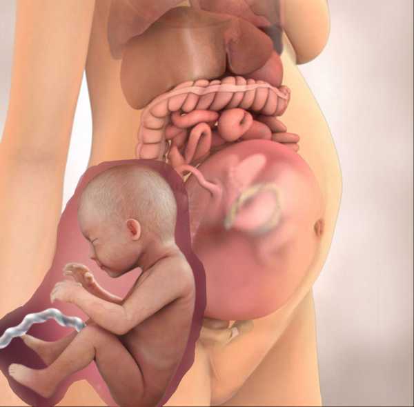 28 неделя беременности что происходит с малышом и мамой фото плода, развитие ребенка