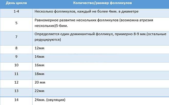 Размер фолликула при овуляции: физиология, размеры, наиболее частые вопросы | pro-md.ru