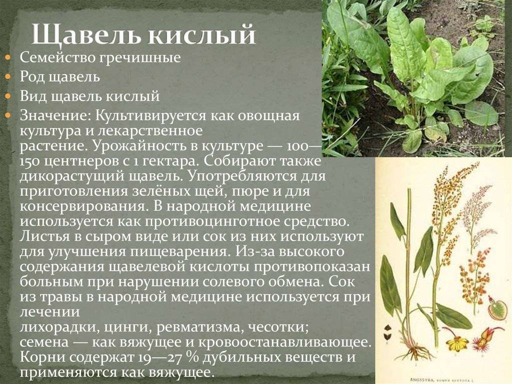 Щавель при грудном вскармливании - польза или вред?