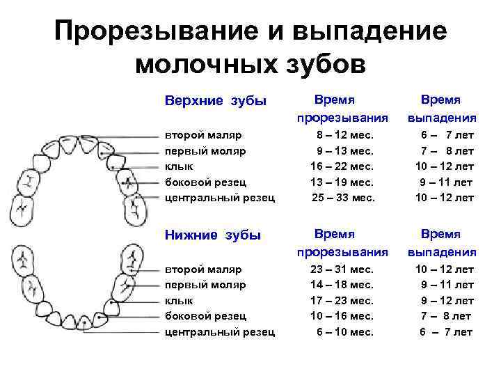 Сроки прорезывания постоянных зубов у детей. таблица